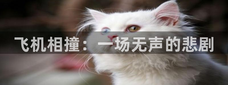秋霞光棍电影院：飞机相撞：一场无声的悲剧