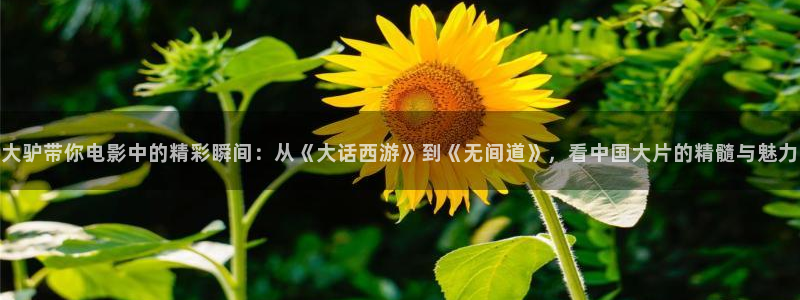 www.秋霞电影网：大驴带你电影中的精彩瞬间：从《大话西游》到《无间道》，看中国大片的精髓与魅力